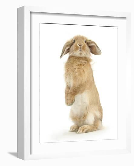 Sandy Lop Rabbit Sitting Up on its Haunches-Mark Taylor-Framed Photographic Print