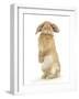 Sandy Lop Rabbit Sitting Up on its Haunches-Mark Taylor-Framed Photographic Print