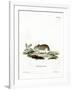 Sandy Mole Rat-null-Framed Giclee Print