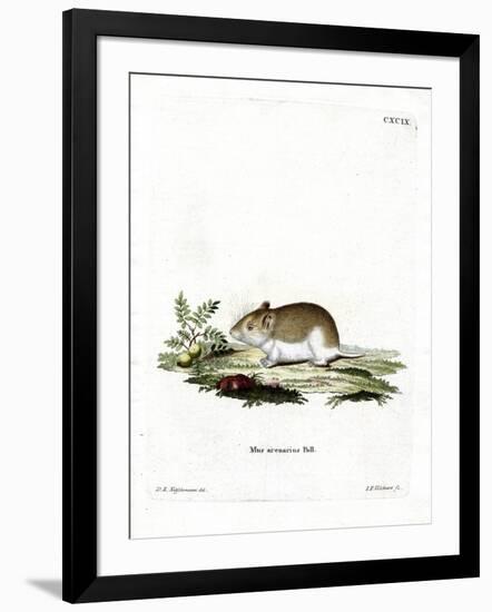 Sandy Mole Rat-null-Framed Giclee Print