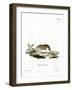 Sandy Mole Rat-null-Framed Giclee Print