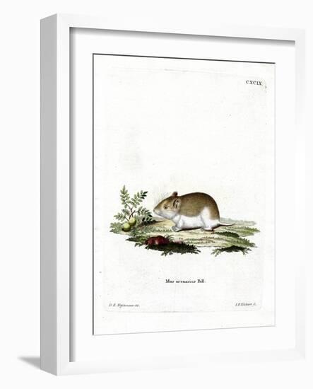 Sandy Mole Rat-null-Framed Giclee Print