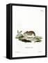 Sandy Mole Rat-null-Framed Stretched Canvas