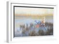 White Frame