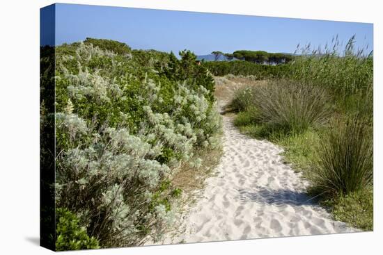 Sandy Path to the Beach, Scrub Plants and Pine Trees in the Background, Costa Degli Oleandri-Guy Thouvenin-Stretched Canvas