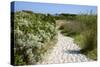 Sandy Path to the Beach, Scrub Plants and Pine Trees in the Background, Costa Degli Oleandri-Guy Thouvenin-Stretched Canvas