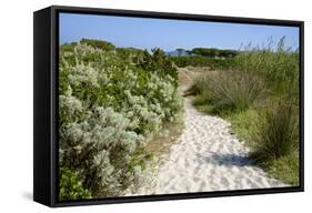 Sandy Path to the Beach, Scrub Plants and Pine Trees in the Background, Costa Degli Oleandri-Guy Thouvenin-Framed Stretched Canvas