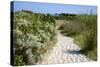 Sandy Path to the Beach, Scrub Plants and Pine Trees in the Background, Costa Degli Oleandri-Guy Thouvenin-Stretched Canvas