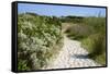 Sandy Path to the Beach, Scrub Plants and Pine Trees in the Background, Costa Degli Oleandri-Guy Thouvenin-Framed Stretched Canvas