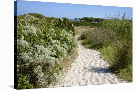Sandy Path to the Beach, Scrub Plants and Pine Trees in the Background, Costa Degli Oleandri-Guy Thouvenin-Stretched Canvas