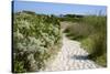 Sandy Path to the Beach, Scrub Plants and Pine Trees in the Background, Costa Degli Oleandri-Guy Thouvenin-Stretched Canvas