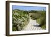 Sandy Path to the Beach, Scrub Plants and Pine Trees in the Background, Costa Degli Oleandri-Guy Thouvenin-Framed Photographic Print