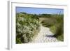 Sandy Path to the Beach, Scrub Plants and Pine Trees in the Background, Costa Degli Oleandri-Guy Thouvenin-Framed Photographic Print