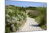 Sandy Path to the Beach, Scrub Plants and Pine Trees in the Background, Costa Degli Oleandri-Guy Thouvenin-Mounted Photographic Print