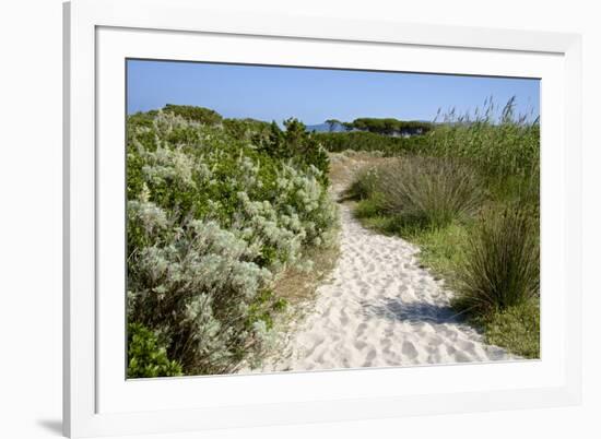 Sandy Path to the Beach, Scrub Plants and Pine Trees in the Background, Costa Degli Oleandri-Guy Thouvenin-Framed Photographic Print