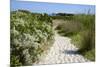 Sandy Path to the Beach, Scrub Plants and Pine Trees in the Background, Costa Degli Oleandri-Guy Thouvenin-Mounted Photographic Print