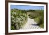 Sandy Path to the Beach, Scrub Plants and Pine Trees in the Background, Costa Degli Oleandri-Guy Thouvenin-Framed Photographic Print