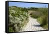 Sandy Path to the Beach, Scrub Plants and Pine Trees in the Background, Costa Degli Oleandri-Guy Thouvenin-Framed Stretched Canvas