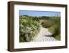 Sandy Path to the Beach, Scrub Plants and Pine Trees in the Background, Costa Degli Oleandri-Guy Thouvenin-Framed Photographic Print