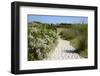 Sandy Path to the Beach, Scrub Plants and Pine Trees in the Background, Costa Degli Oleandri-Guy Thouvenin-Framed Photographic Print