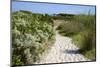 Sandy Path to the Beach, Scrub Plants and Pine Trees in the Background, Costa Degli Oleandri-Guy Thouvenin-Mounted Photographic Print