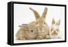 Sandy Rabbit and Two Babies-Mark Taylor-Framed Stretched Canvas