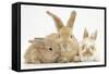 Sandy Rabbit and Two Babies-Mark Taylor-Framed Stretched Canvas