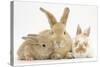 Sandy Rabbit and Two Babies-Mark Taylor-Stretched Canvas