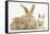 Sandy Rabbit and Two Babies-Mark Taylor-Framed Stretched Canvas