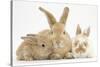 Sandy Rabbit and Two Babies-Mark Taylor-Stretched Canvas