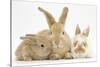 Sandy Rabbit and Two Babies-Mark Taylor-Stretched Canvas