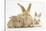 Sandy Rabbit and Two Babies-Mark Taylor-Stretched Canvas