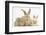 Sandy Rabbit and Two Babies-Mark Taylor-Framed Premium Photographic Print