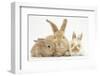 Sandy Rabbit and Two Babies-Mark Taylor-Framed Premium Photographic Print