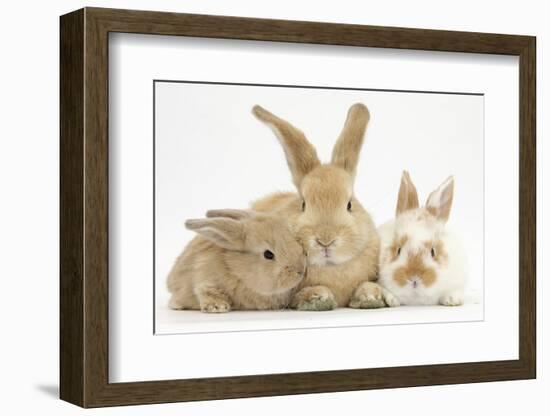 Sandy Rabbit and Two Babies-Mark Taylor-Framed Photographic Print