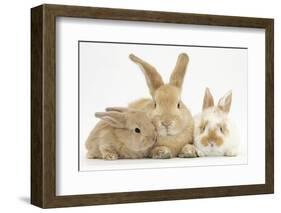 Sandy Rabbit and Two Babies-Mark Taylor-Framed Photographic Print