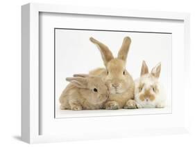 Sandy Rabbit and Two Babies-Mark Taylor-Framed Photographic Print