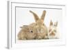 Sandy Rabbit and Two Babies-Mark Taylor-Framed Photographic Print