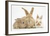 Sandy Rabbit and Two Babies-Mark Taylor-Framed Photographic Print