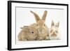 Sandy Rabbit and Two Babies-Mark Taylor-Framed Photographic Print