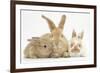 Sandy Rabbit and Two Babies-Mark Taylor-Framed Photographic Print