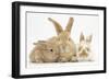 Sandy Rabbit and Two Babies-Mark Taylor-Framed Photographic Print