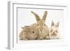 Sandy Rabbit and Two Babies-Mark Taylor-Framed Photographic Print