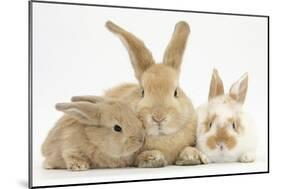 Sandy Rabbit and Two Babies-Mark Taylor-Mounted Photographic Print