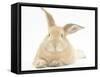 Sandy Rabbit Lying Stretched Out-Mark Taylor-Framed Stretched Canvas