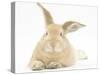 Sandy Rabbit Lying Stretched Out-Mark Taylor-Stretched Canvas