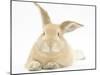 Sandy Rabbit Lying Stretched Out-Mark Taylor-Mounted Photographic Print