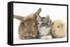 Sandy Rabbit, Tabby Tortoiseshell Maine Coon-Cross Kitten, 7 Weeks, and Yellow Guinea Pig-Mark Taylor-Framed Stretched Canvas