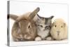 Sandy Rabbit, Tabby Tortoiseshell Maine Coon-Cross Kitten, 7 Weeks, and Yellow Guinea Pig-Mark Taylor-Stretched Canvas