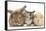 Sandy Rabbit, Tabby Tortoiseshell Maine Coon-Cross Kitten, 7 Weeks, and Yellow Guinea Pig-Mark Taylor-Framed Stretched Canvas